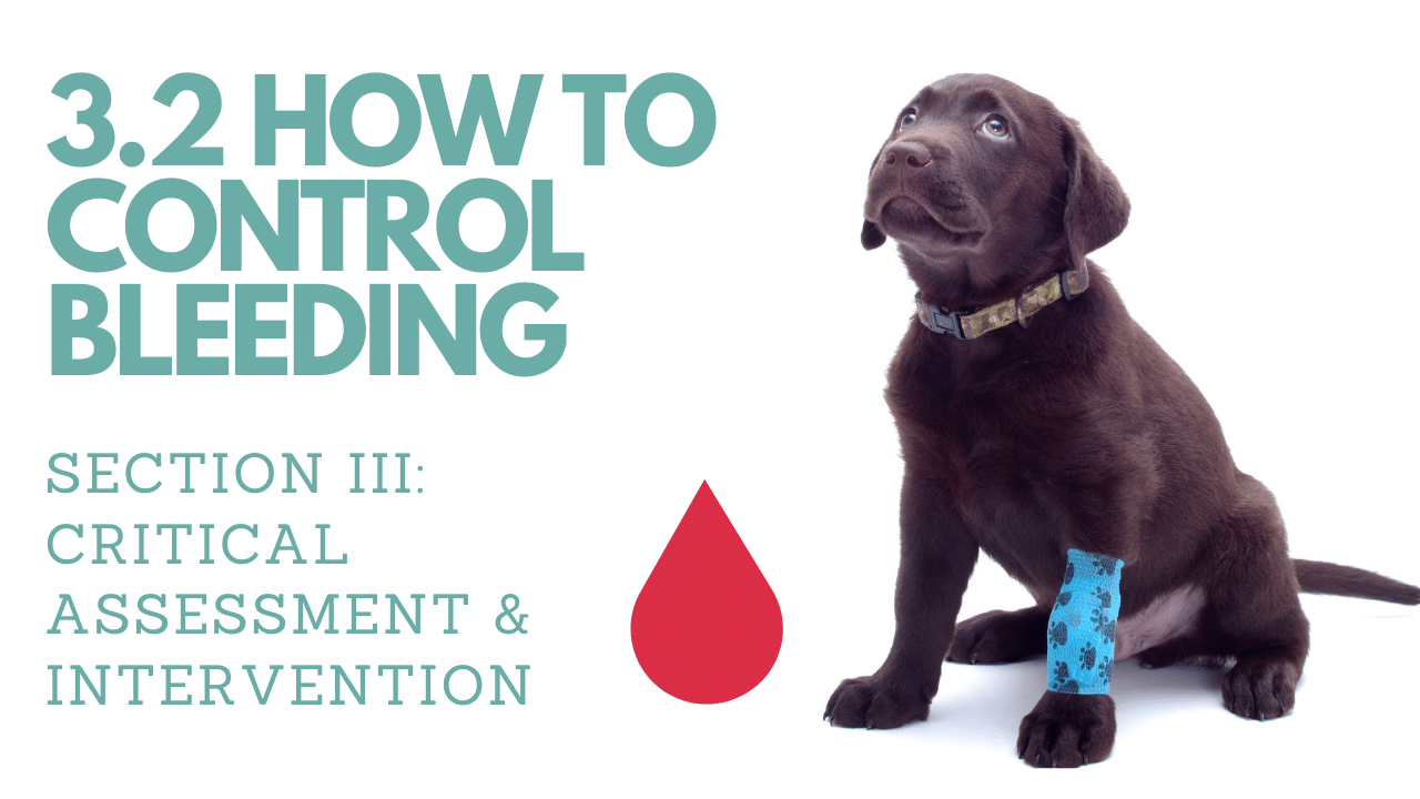 3.2 How to Control Bleeding︱Pet First Aid Course