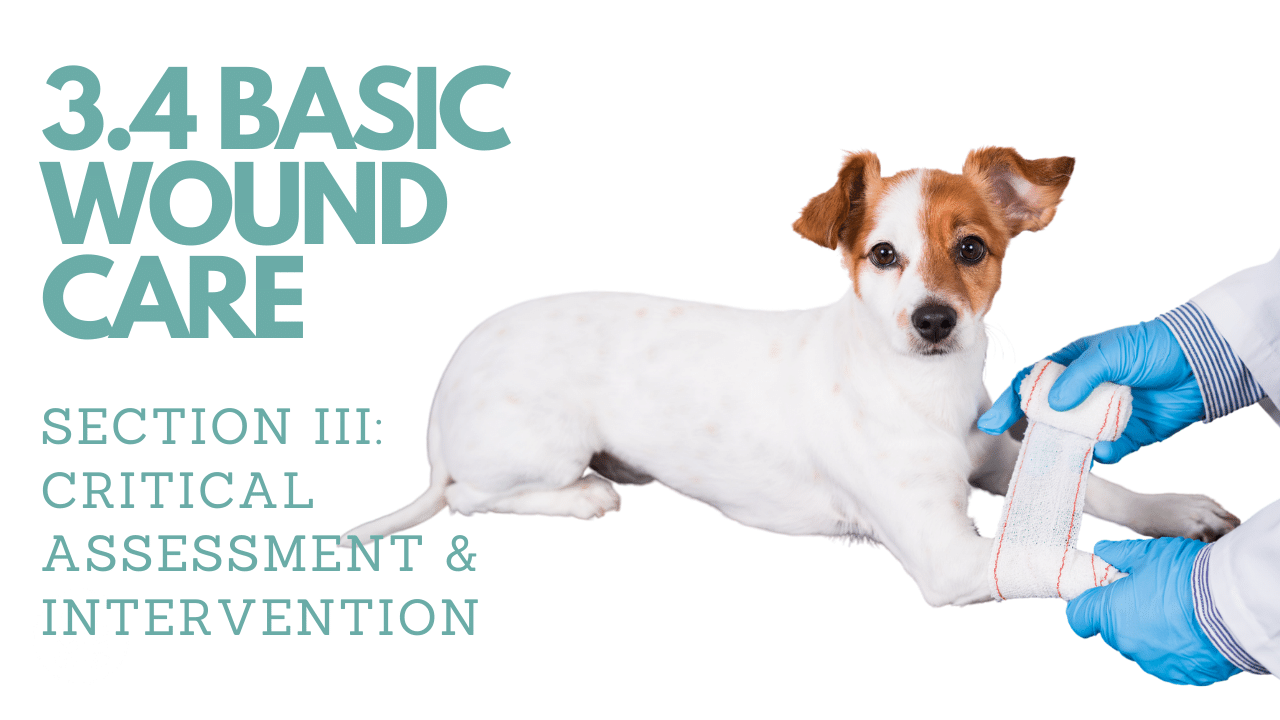 3.4 Basic Wound Care︱Pet First Aid Course