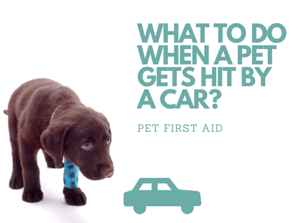 What to Do When a Dog or Cat is Hit by a Car?︱Pet First Aid Course