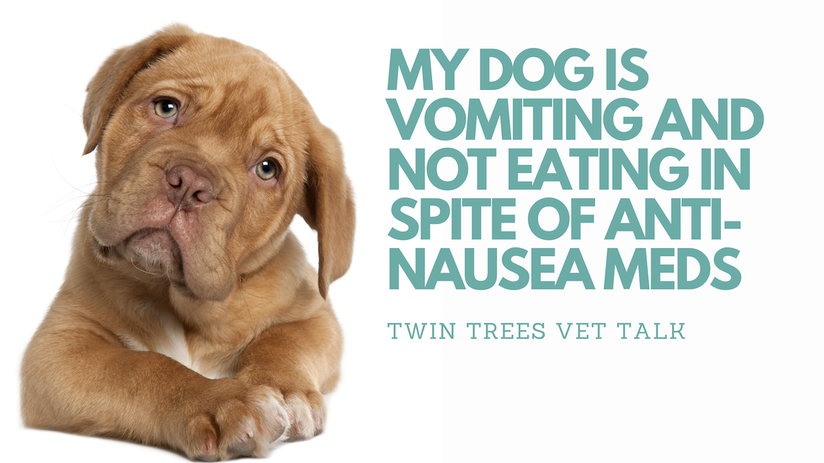 Dog not eating and vomiting discount