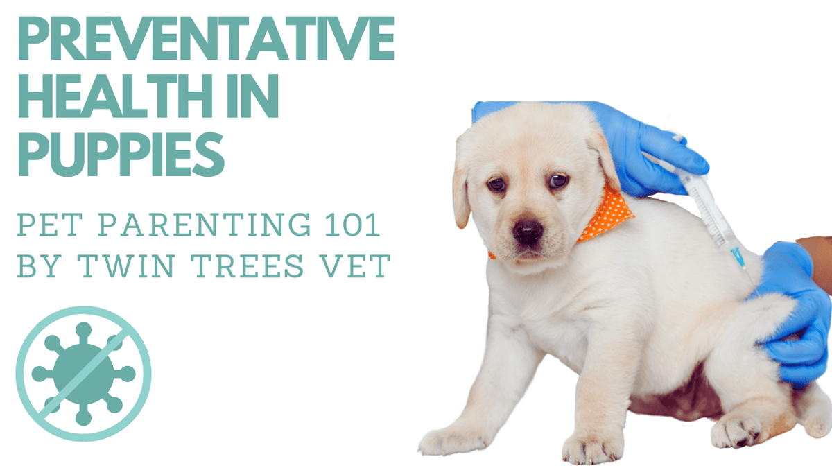 Meet Oliver Preventive Health in Puppies Twin Trees