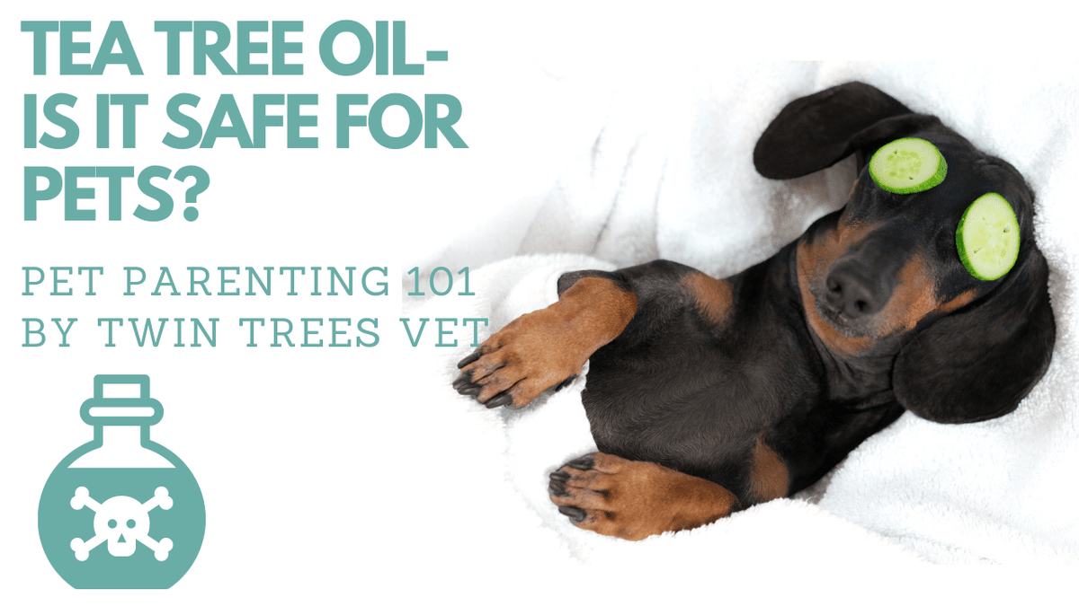 Tree oil online and dogs