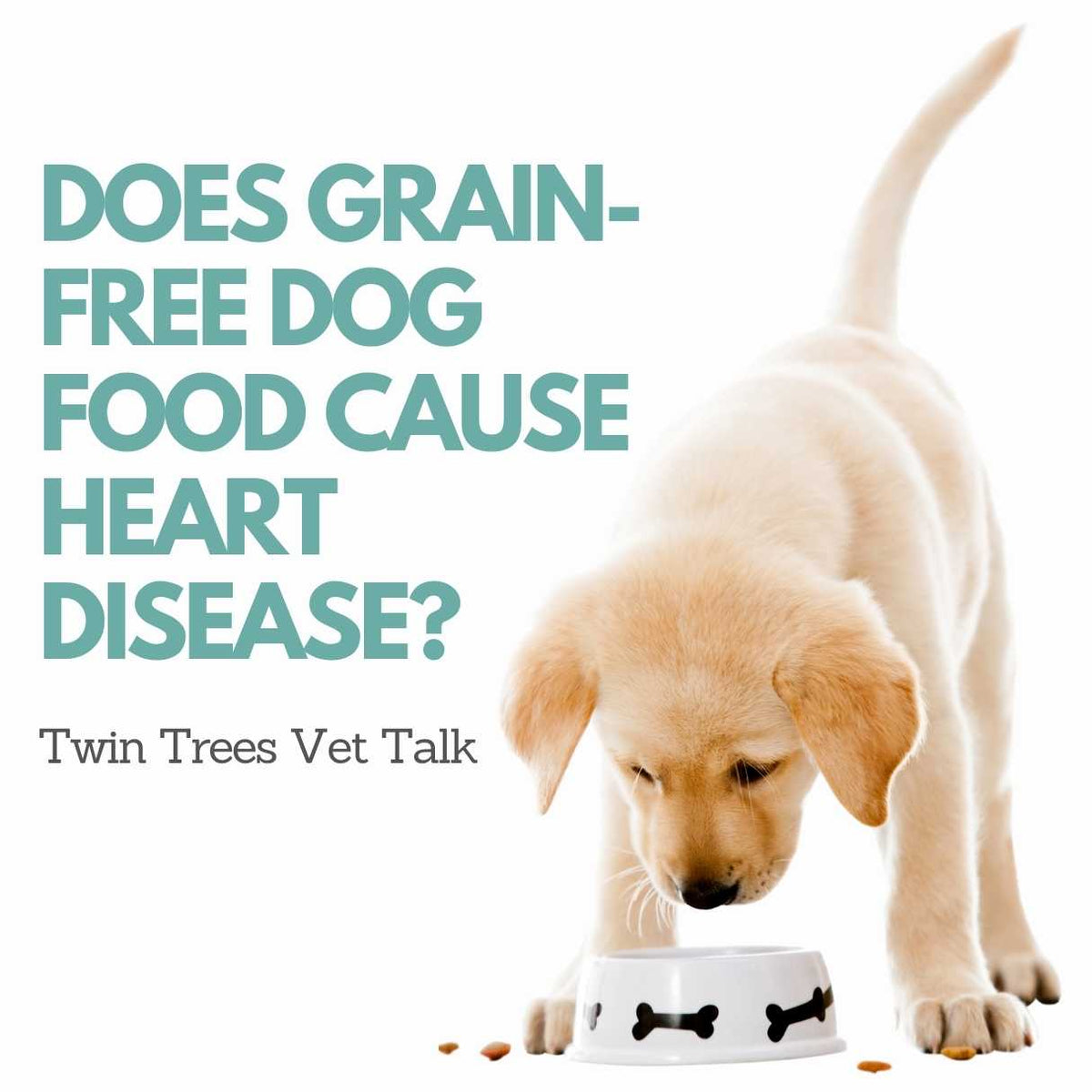 IT S NOT OVER Grain Free Dog Food Heart Disease Twin Trees Vet Ta it-s-not-over-grain-free-dog-food-heart-disease-twin-trees-vet-ta
