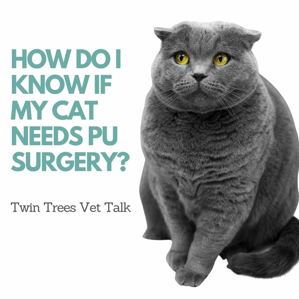 How do I know if my cat needs PU surgery ︱Twin Trees Vet Talk (FREE Ve