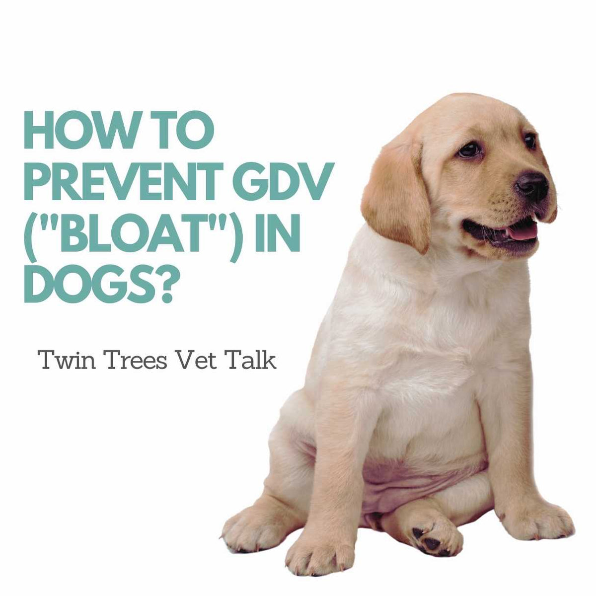 How To Prevent GDV [a.k.a Bloat] In Dogs │ Twin Trees Vet Talk (FREE V