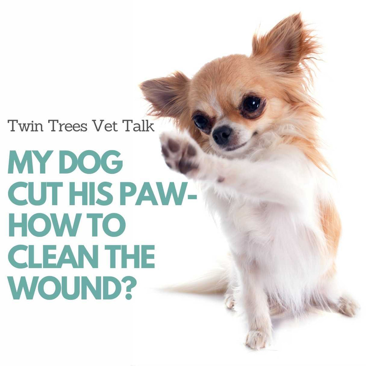 My dog cut his paw discount