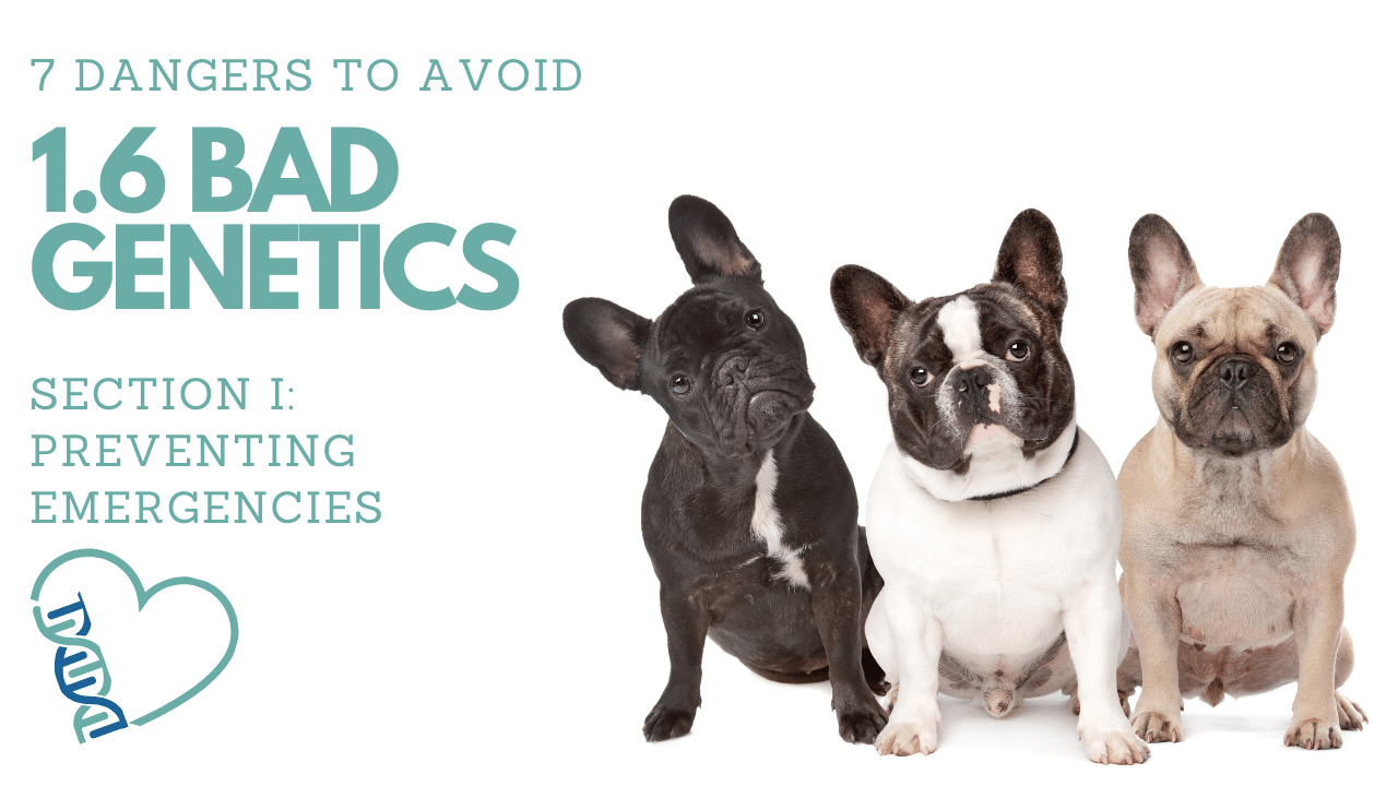 1.6 BAD GENETICS (Dangers to Avoid #6 of 7)︱Pet First Aid Course