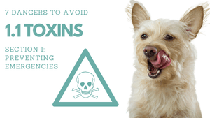 1.1 TOXINS (7 Dangers to Avoid)︱Pet First Aid Course