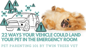Can You Name All 22 Vehicle Dangers for Pets?
