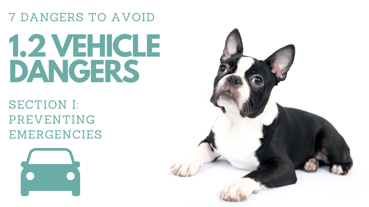 1.2 VEHICLE DANGERS (7 Dangers to Avoid)︱Pet First Aid Course
