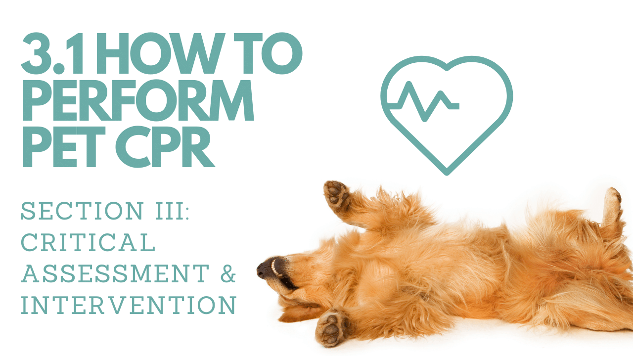 3.1 How to perform CPR on Pets (CPR training exercise)︱Pet First Aid Course