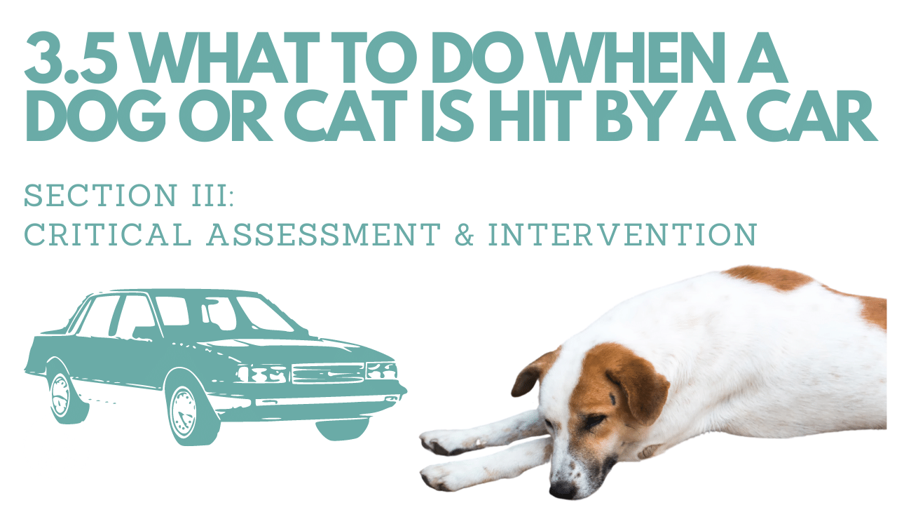 3.5 WHAT TO DO WHEN A DOG OR CAT IS HIT BY A CAR︱Pet First Aid Course