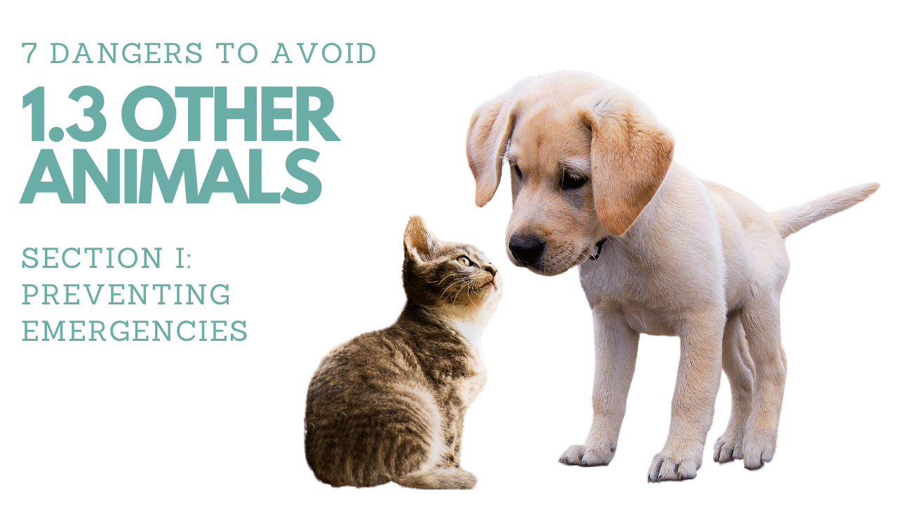 1.3 OTHER ANIMALS (7 Dangers to Avoid) ︱Pet First Aid Course