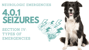 4.0.1 Seizures  (Neurologic Emergencies)︱Pet First Aid Course