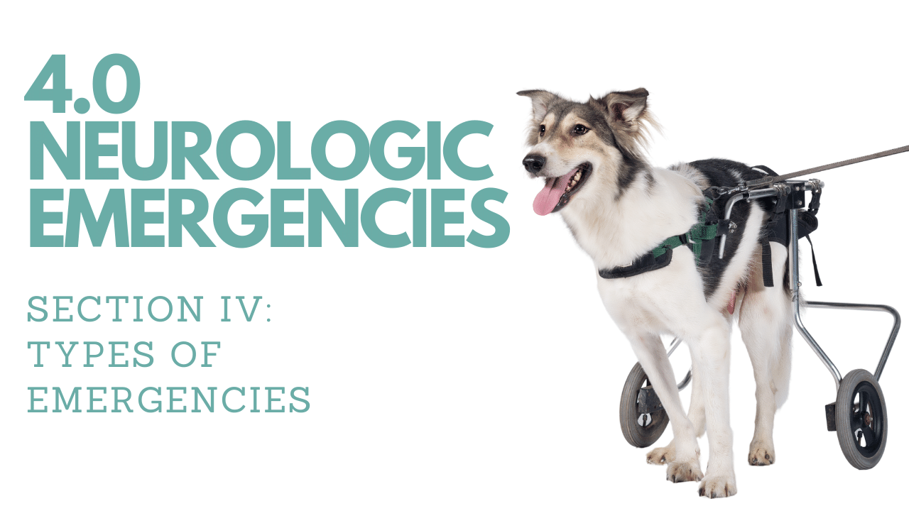 4.0 Neurologic Emergencies ︱Pet First Aid Course