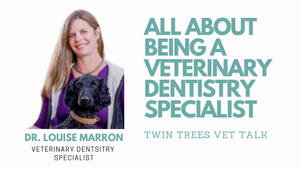 Q) Are There Veterinary Dentists?  │ Twin Trees Vet Talk