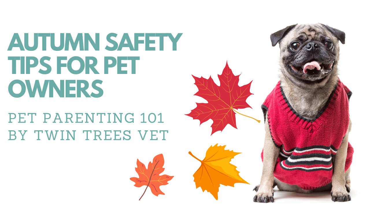 AUTUMN SAFETY TIPS FOR PET OWNERS