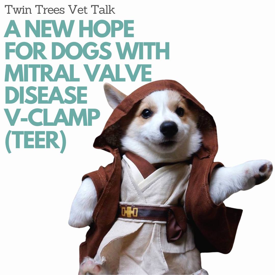 A New Hope For Dogs With Mitral Valve Disease (Episode 1): Overview of TEER  V-Clamp | Twin Trees Vet Talk (PODCAST)