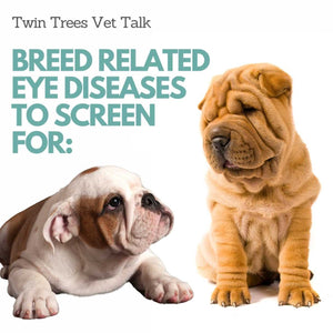 Dog Breed Eye Health Problems To Screen For │ Twin Trees Vet Talk (FREE VET ADVICE PODCAST)