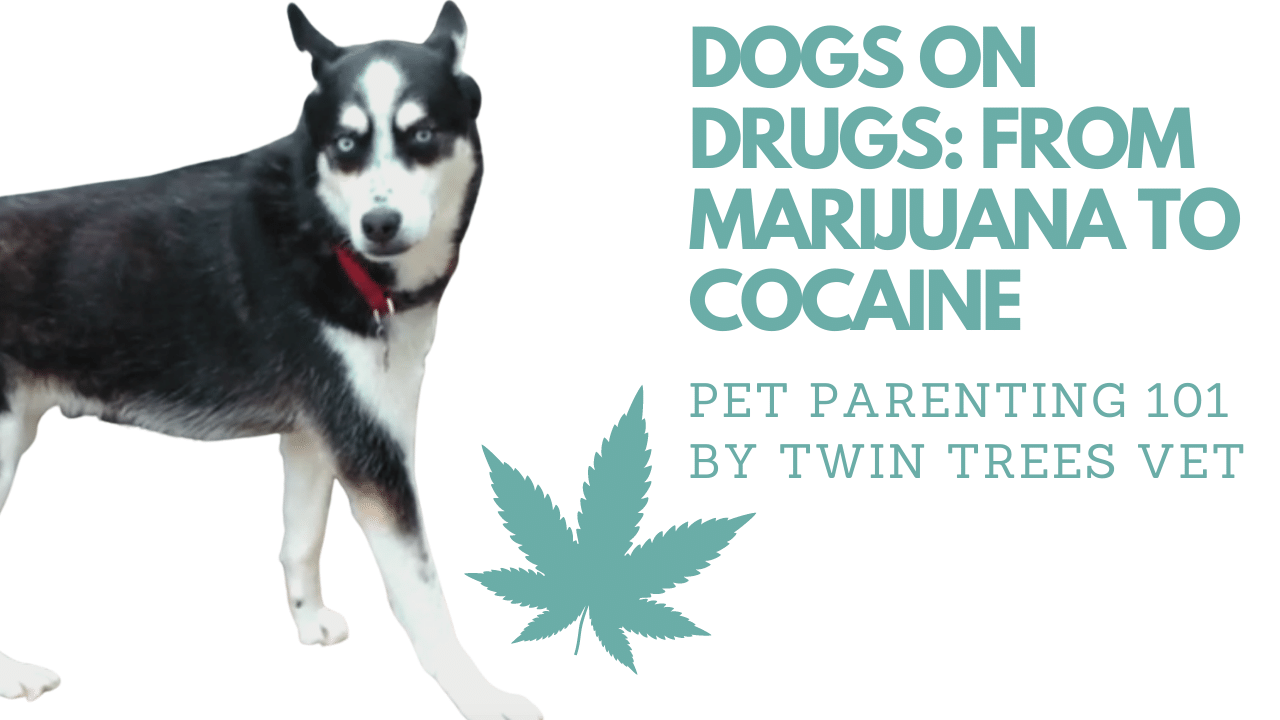 DOGS ON DRUGS: FROM MARIJUANA TO COCAINE