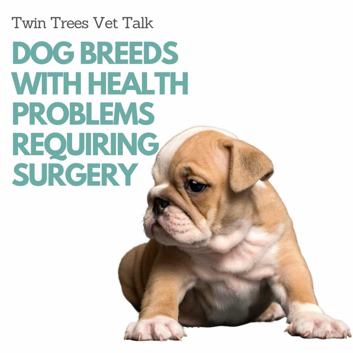 Dog Breeds With The Most Health Problems Requiring Surgery │ Twin Tree ...