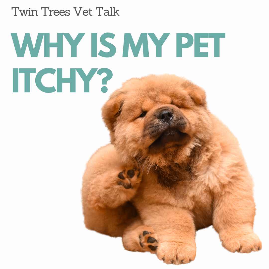 Why is my pet itchy? Causes and treatment of itchiness in dogs and cats  | Twin Trees Vet Talk (PODCAST)
