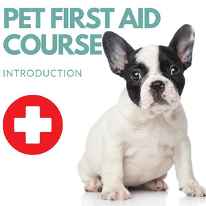 Introduction to Twin Trees Pet First Aid Course