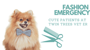 FASHION EMERGENCY! FUR SO MATTED HE CAN'T POOP!