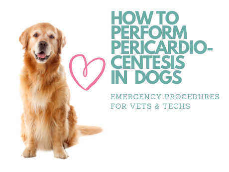 How to Perform Pericardiocentesis in a Dog │ Emergency Procedures for Vet Teams