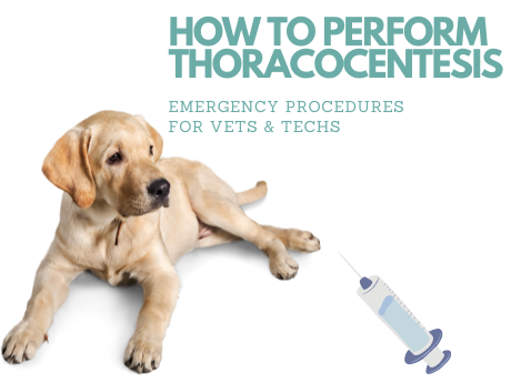 How to Perform Thoracocentesis for Pneumothorax or Pleural Effusion (Dog)
