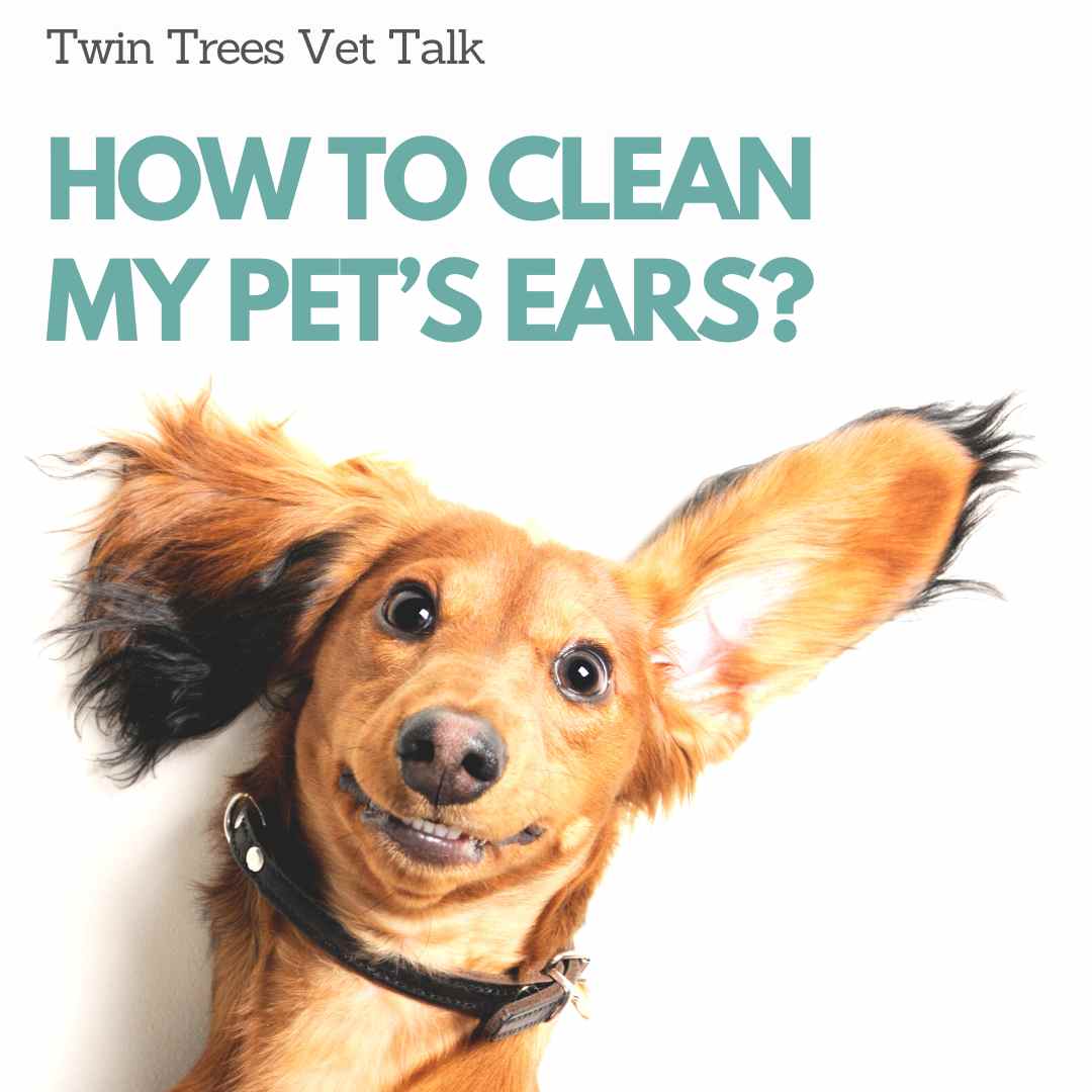 How to clean my pet's ears? | Twin Trees Vet Talk (PODCAST)