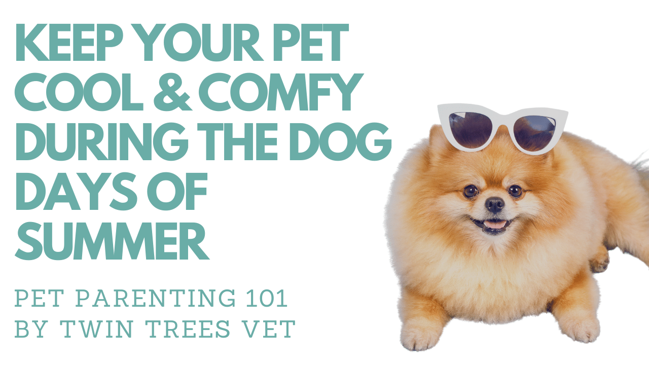 KEEP YOUR PET COOL & COMFY DURING THE DOG DAYS OF SUMMER