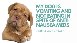 My dog is vomiting and not eating in spite of anti-nausea and ulcer medications│ Twin Trees Vet Talk (FREE VET ADVICE PODCAST)