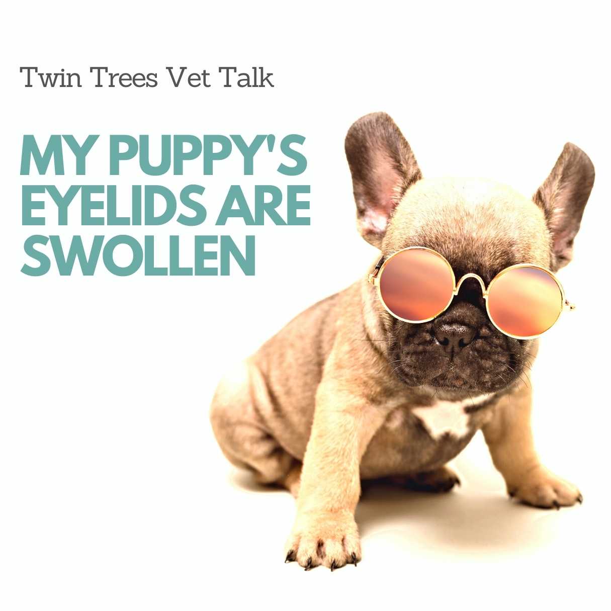 Q) My puppy has swollen eyelids │ Twin Trees Vet Talk (FREE VET ADVICE PODCAST)