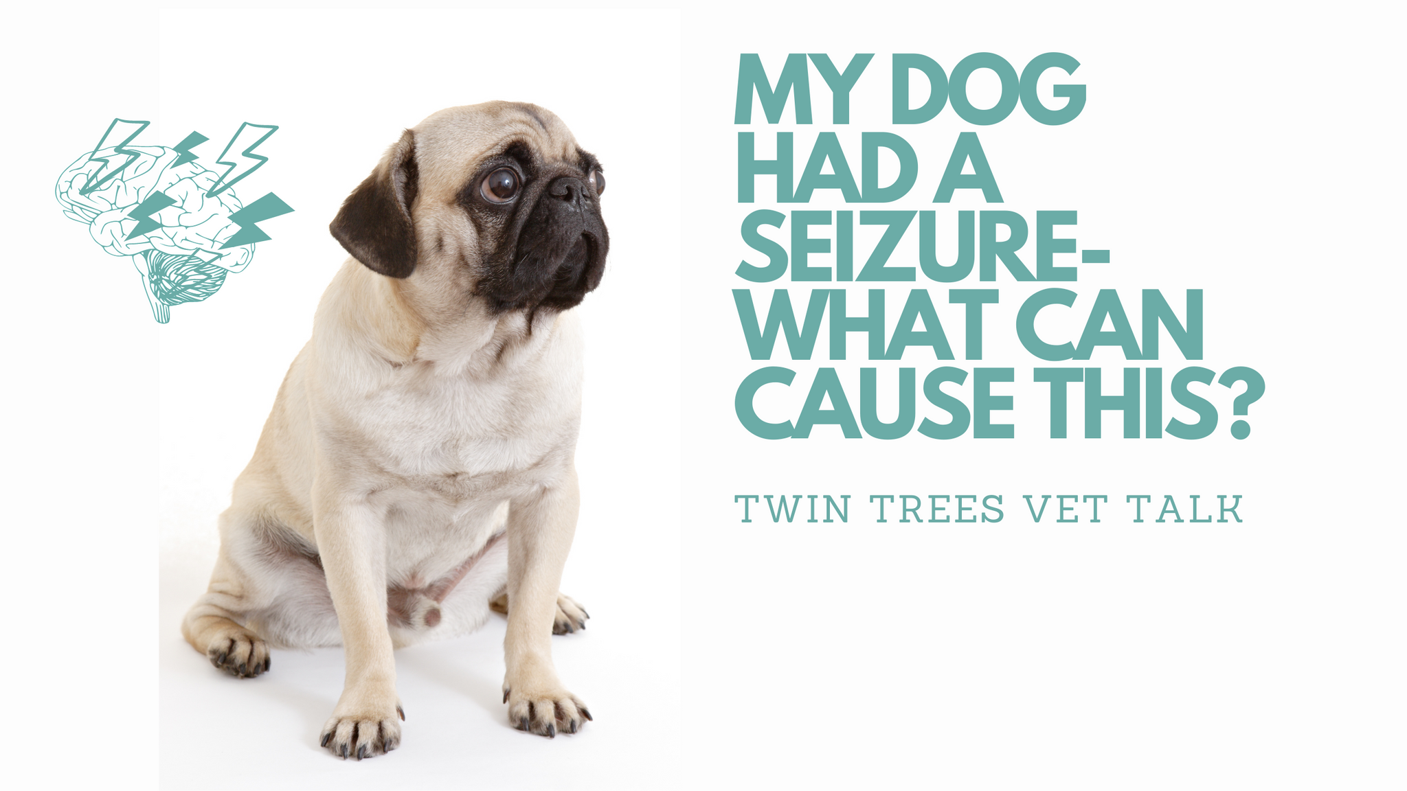 Q) My Dog Had a Seizure. What Can Cause This? What Can Help Him?