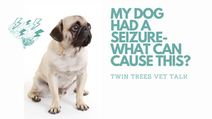 Q) My Dog Had a Seizure. What Can Cause This? What Can Help Him?