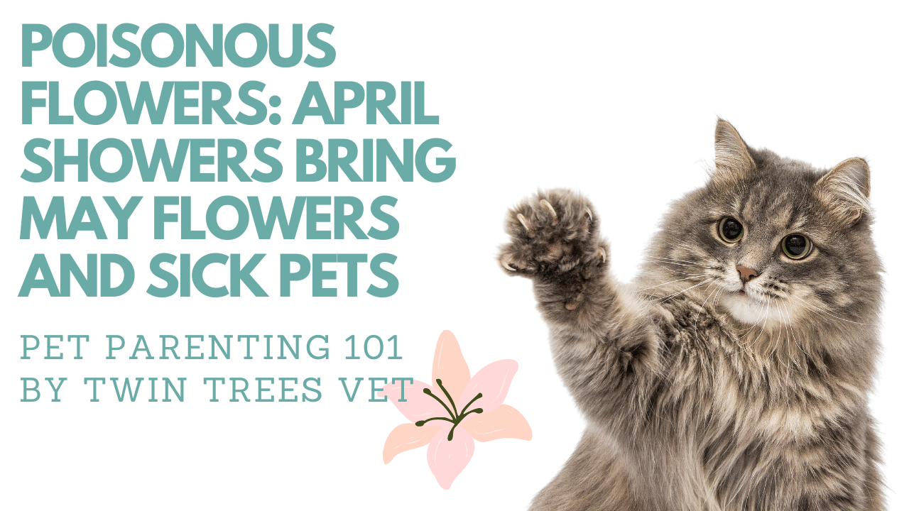 POISONOUS FLOWERS: APRIL SHOWERS BRING MAY FLOWERS AND SICK PETS