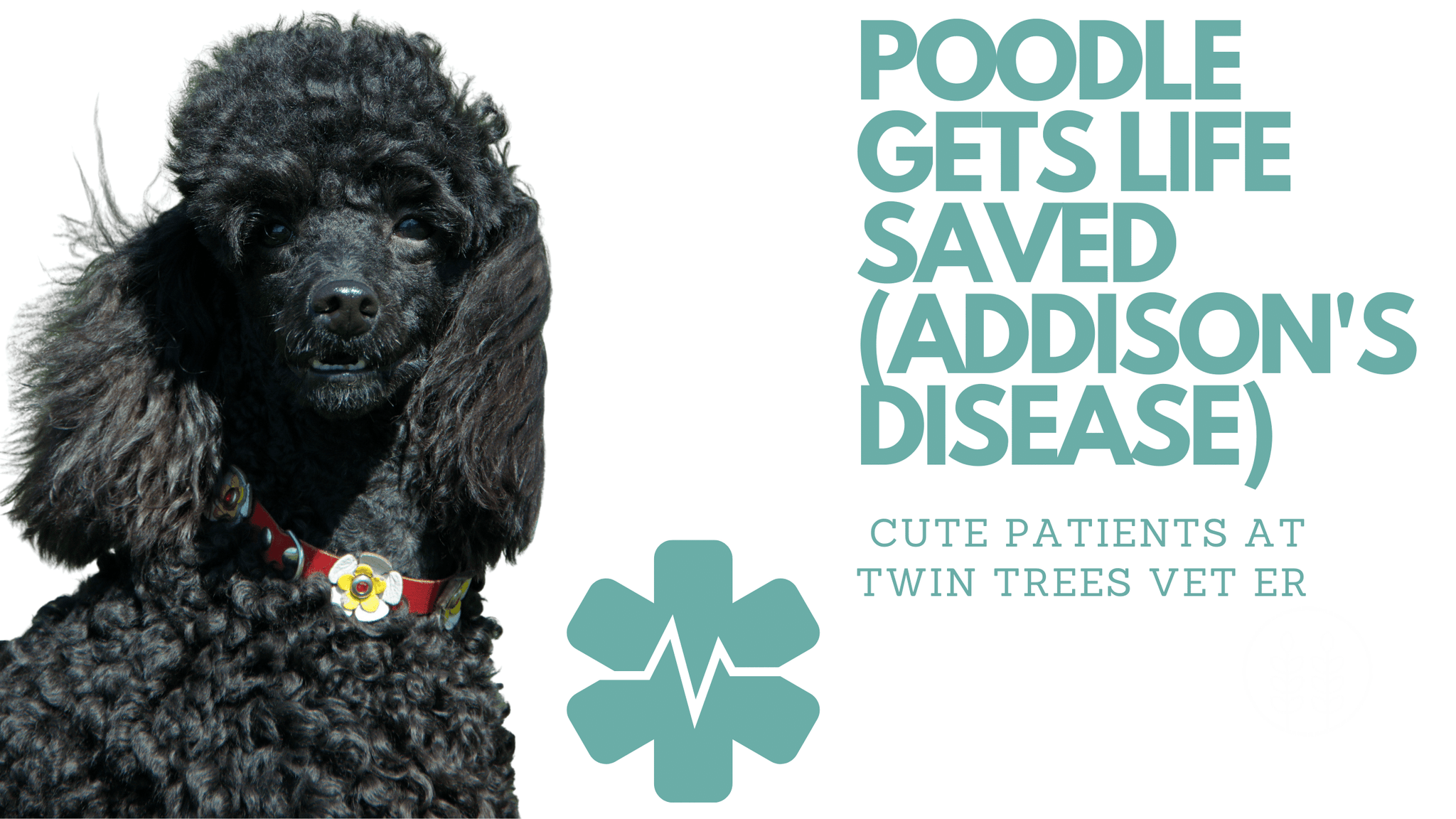 Poodle almost died from Addison's disease (but gets his Life Saved