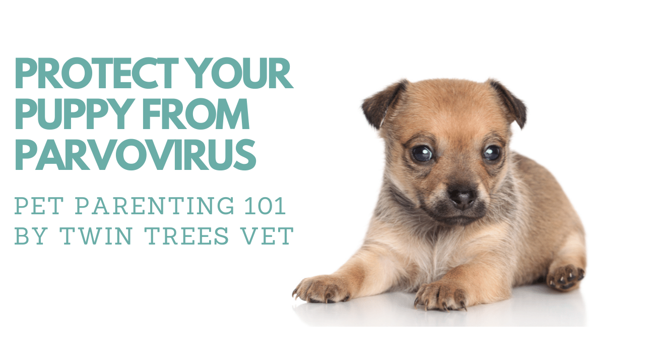 PROTECT YOUR PUPPY FROM PARVOVIRUS