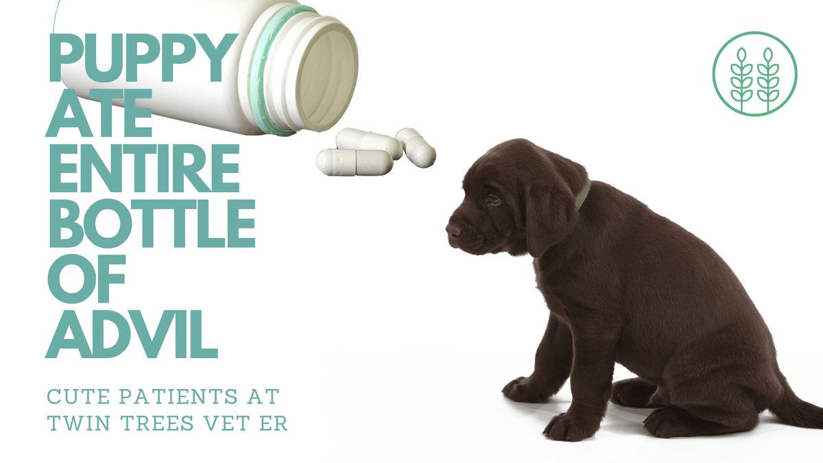 Puppy Ate Entire Bottle of Advil Twin Trees