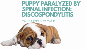 Q) A Young Puppy Paralyzed By A Spinal Infection -Discospondylitis (Most Inspiring Neuro Case?)
