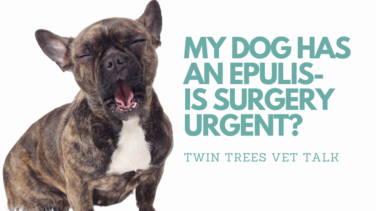Q (Eric):  My dog has an epulis on her gums- is surgery urgent?