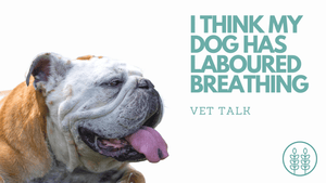 Q: I think my dog has laboured breathing.