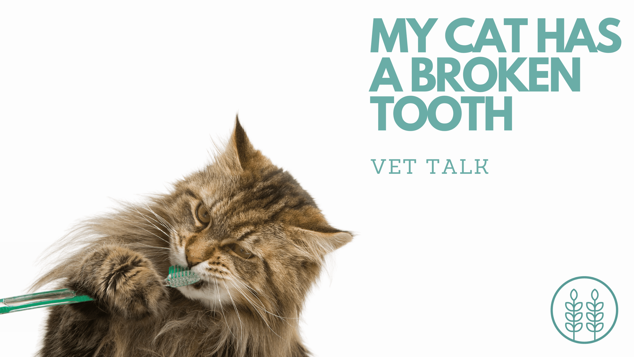 Q: My cat has a broken tooth but anesthesia scares me.
