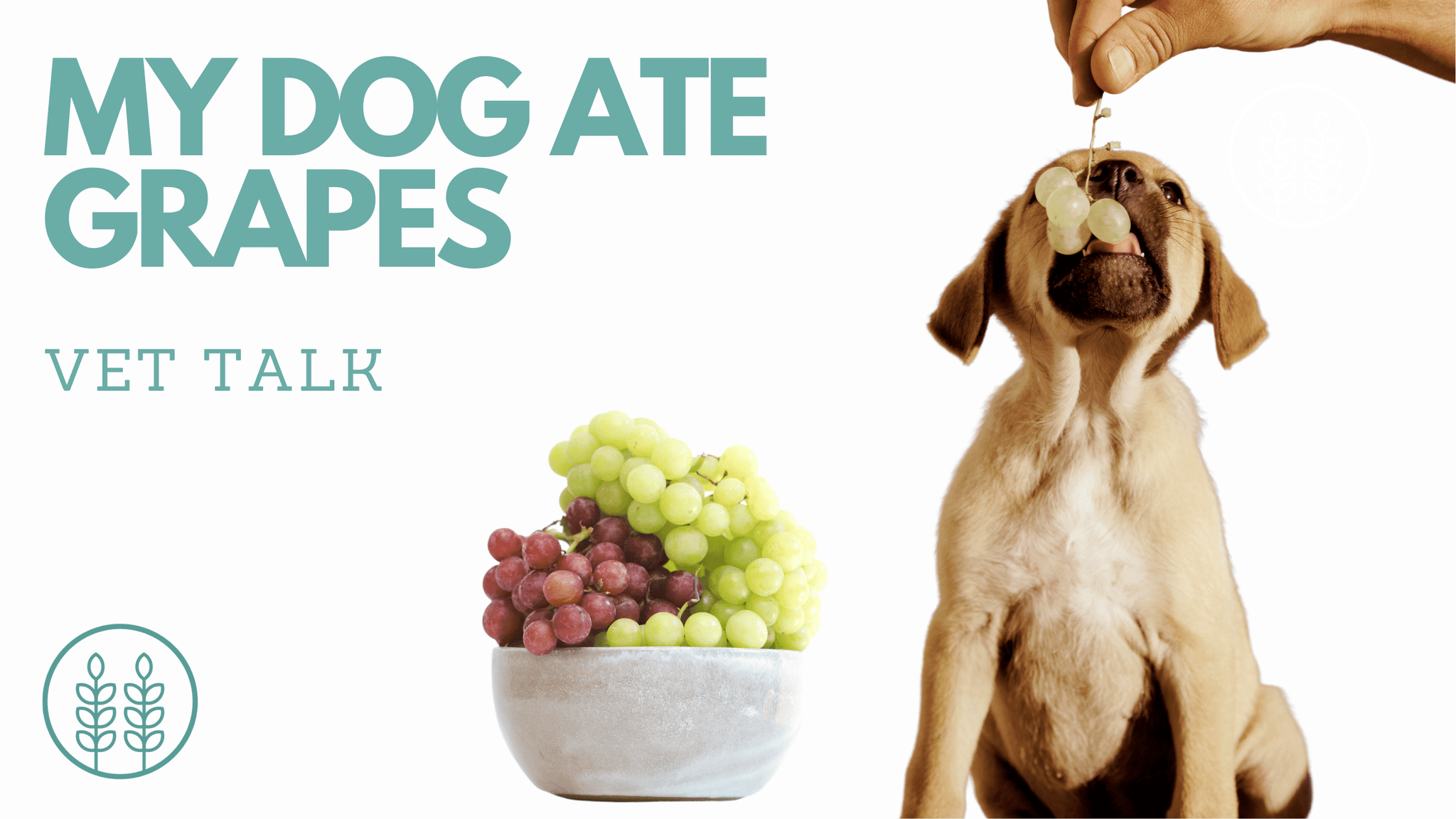 Q: My dog ate grapes. Are they toxic?