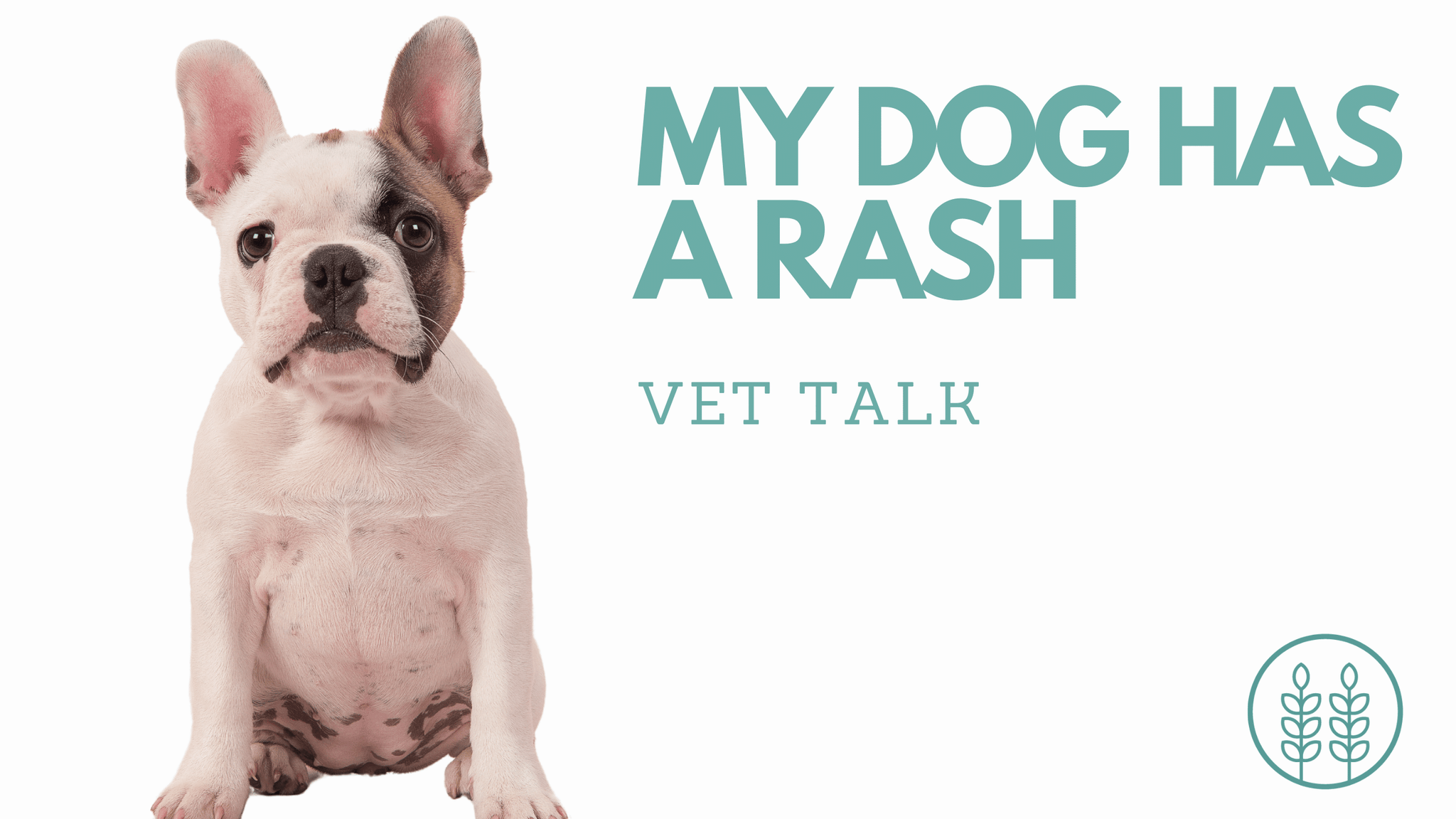 Q: My dog has a rash