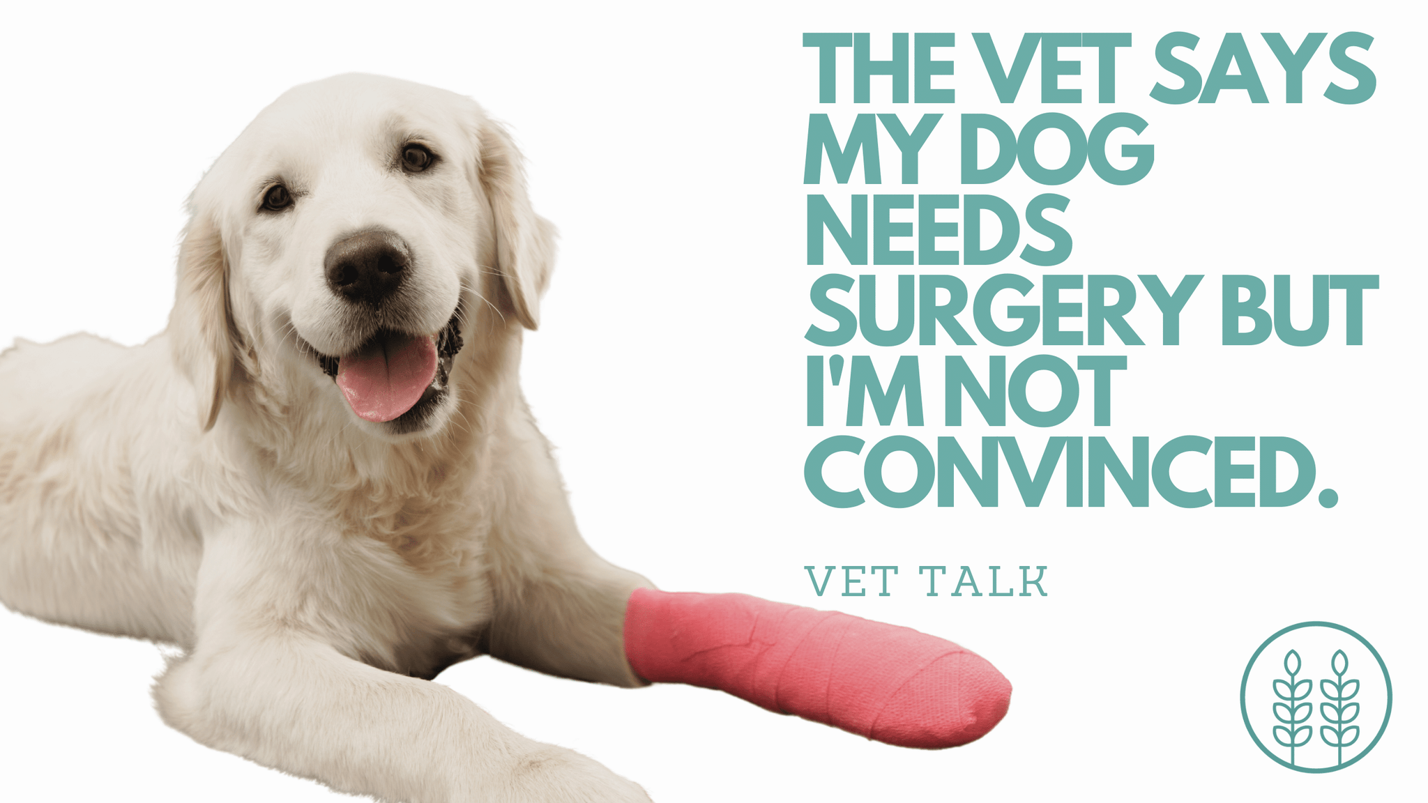 Q: My vet says my dog needs surgery on her leg. I am not convinced that is the problem. What do I do?