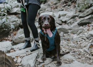 Ways to Connect with Your Dog This Spring in the Sea-to-Sky Corridor