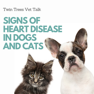 Signs Of  Heart Disease In Dogs And Cats │ Twin Trees Vet Talk (FREE VET ADVICE PODCAST)