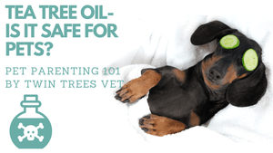 TEA TREE OIL: IS IT SAFE FOR DOGS AND CATS?